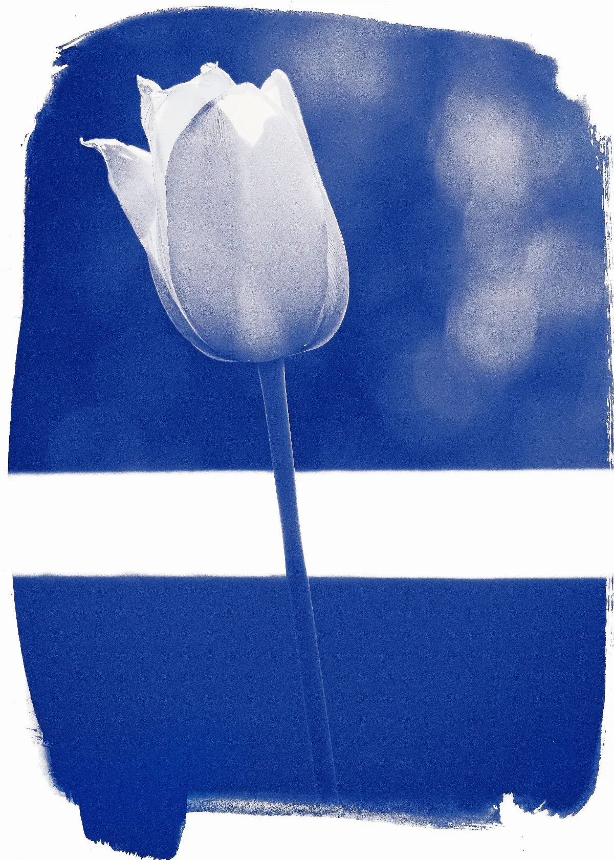 Icy Grace