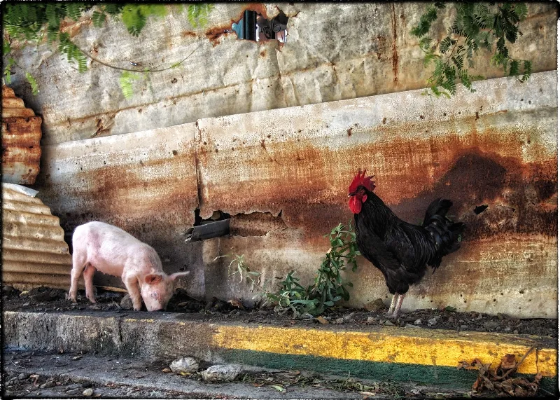 Animal And Wildlife photography in Puerto Sandino