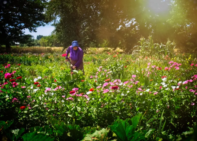 Botanical Life photography in Woolwich