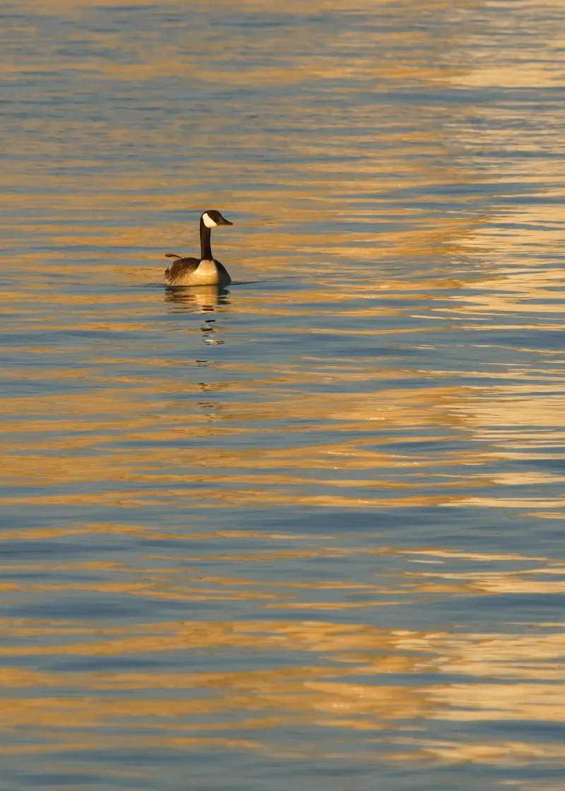 Animal And Wildlife photography in Goderich, Ontario