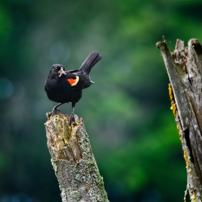 Animal And Wildlife photography in Little Lakes, Ontario