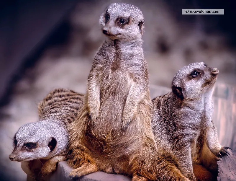Animal And Wildlife photography in Niagara Falls, Ontario