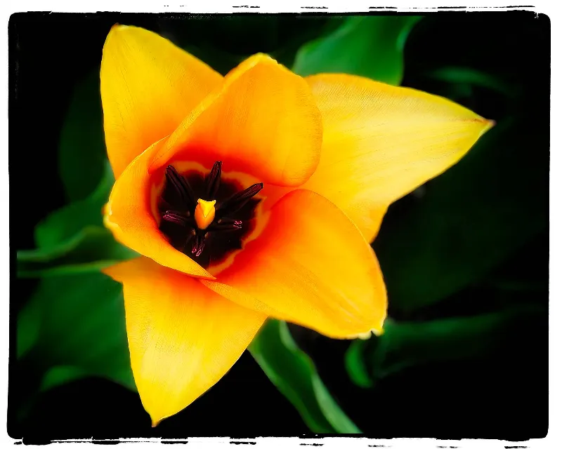 Botanical Life photography in Ontario
