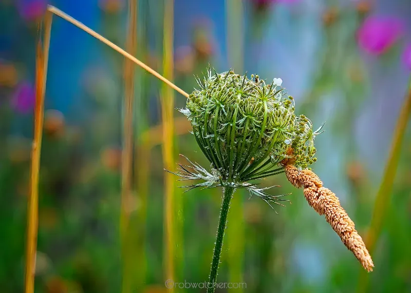 Botanical Life photography in Seaforth, Ontario