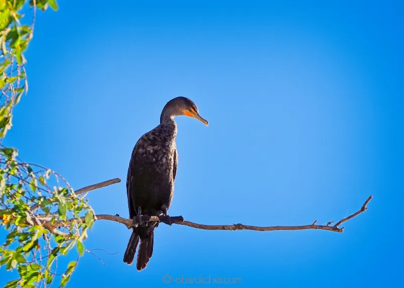 Animal And Wildlife photography in Grand Bend, Ontario