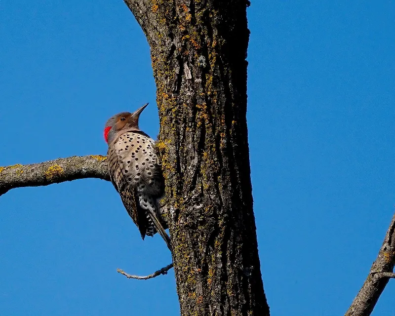 Animal And Wildlife photography in Seaforth, Ontario