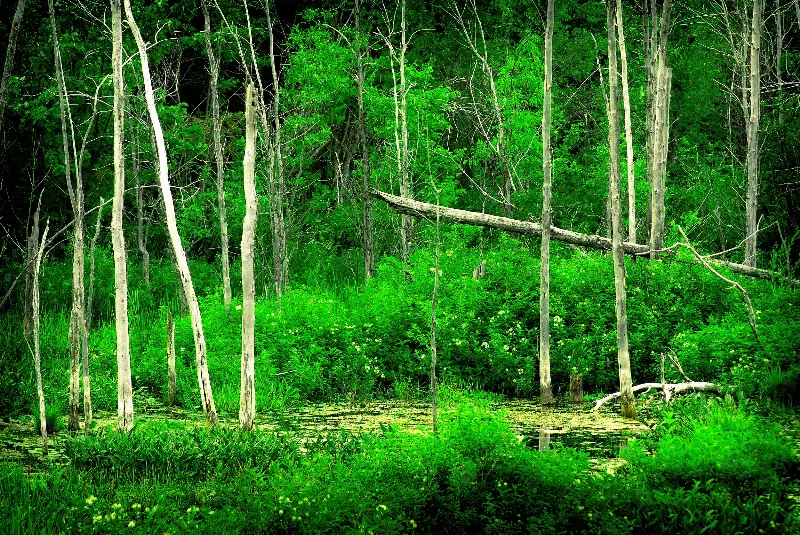 Scenic Landscapes photography in Wiarton, Ontario