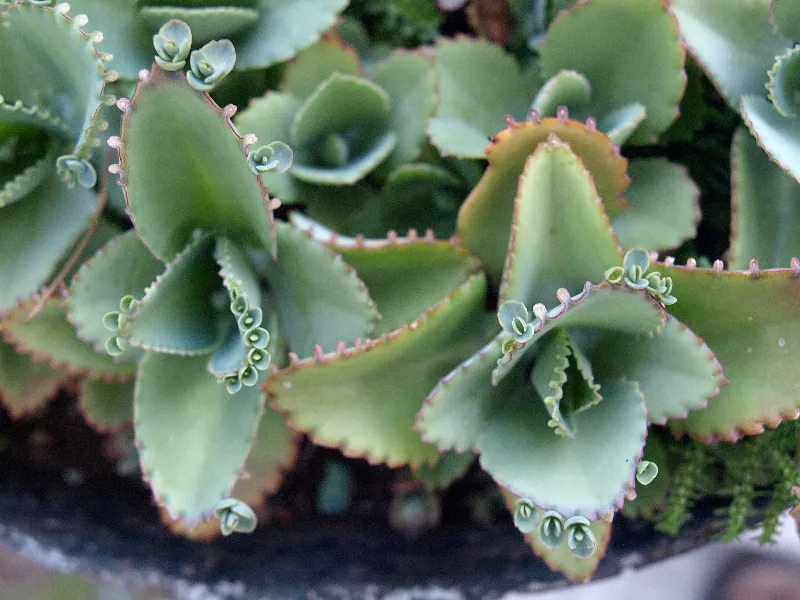 Botanical Life photography in La Garita