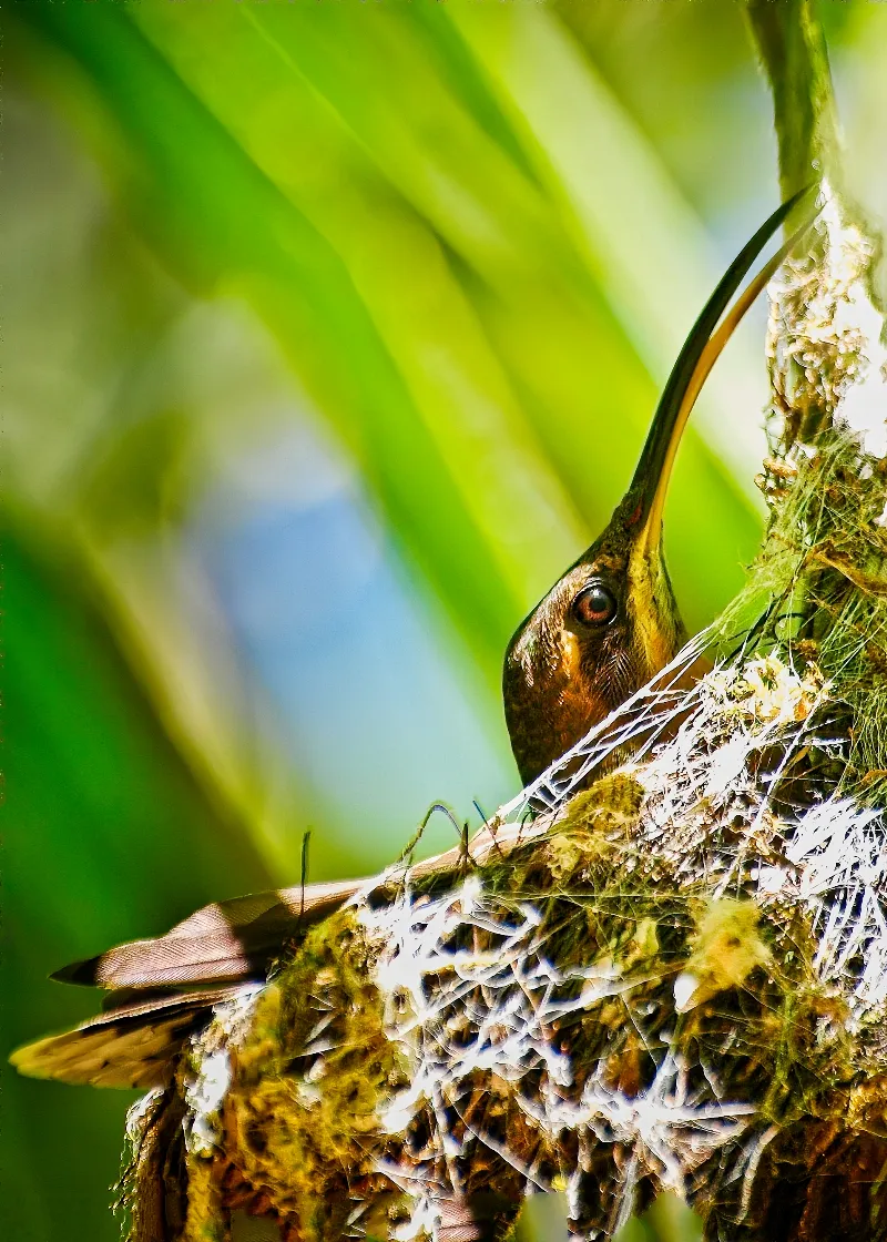 Animal And Wildlife photography in Jaco