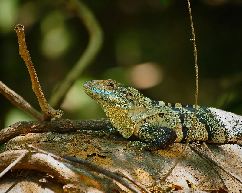 Animal And Wildlife photography in 