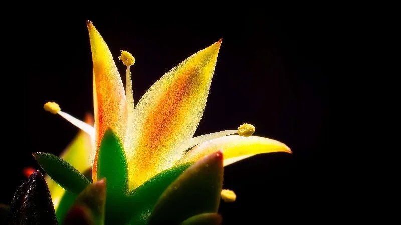 Botanical Life photography in Seaforth, Ontario