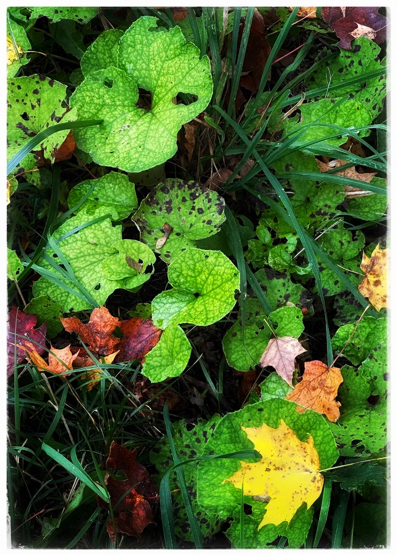 Botanical Life photography in Benmiller, Ontario